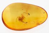 Fossil Assassin Spider (Archaeidae) In Baltic Amber - Rare! #321720-1